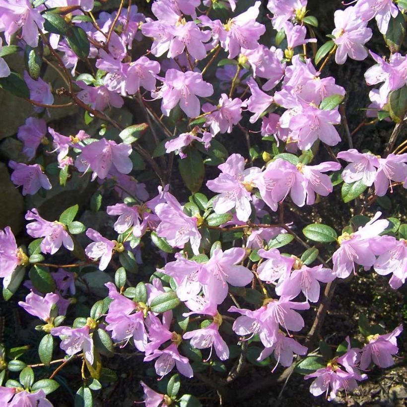 Rhododendron Praecox - Dwergrondodendron (Flowering)