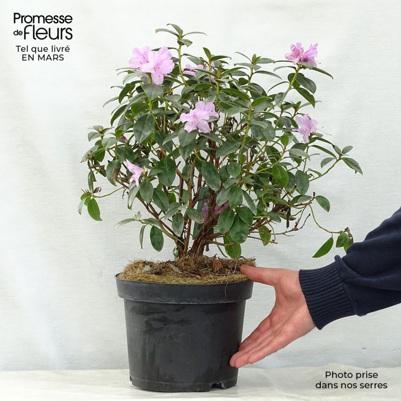 Exemplaar van Rhododendron Praecox - Dwergrondodendron Pot van 2 l/3 l zoals geleverd in de lente