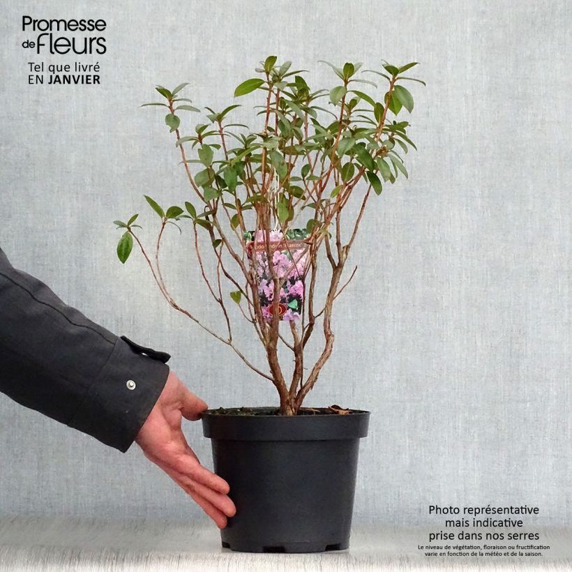 Example of Rhododendron Praecox - Dwergrondodendron Pot van 2 l/3 l as you get in hiver