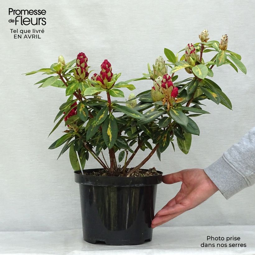 Exemplaar van Rhododendron Président Roosevelt - Grootbloemige rododendron Pot van 4 l/5 l zoals geleverd in de lente