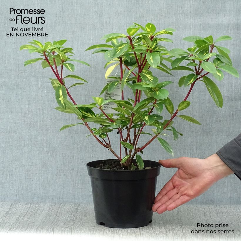 Exemplaar van Rhododendron Président Roosevelt - Grootbloemige rododendron Pot van 4 l/5 l zoals geleverd in de herfst