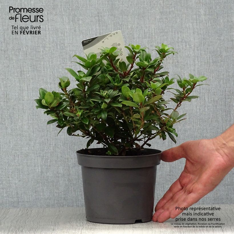 Exemplaar van Rhododendron Princess Anne - Dwergrododendron Pot van 2 l/3 l zoals geleverd in de herfst