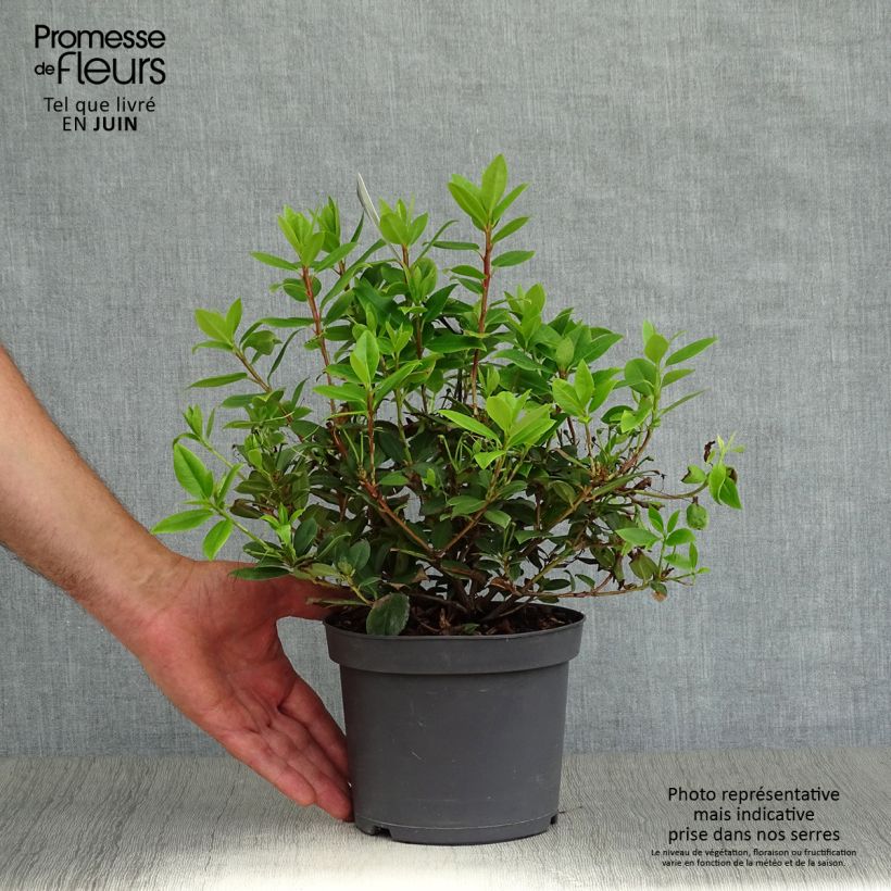 Exemplaar van Rhododendron Princess Anne - Dwergrododendron Pot van 2 l/3 l zoals geleverd in de zomer