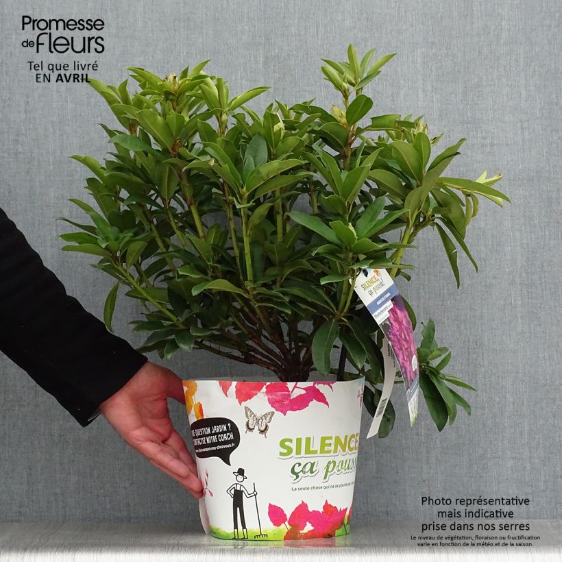 Exemplaar van Rhododendron Red Eye - Grootbloemige rododendron Pot van 4 l/5 l zoals geleverd in de lente