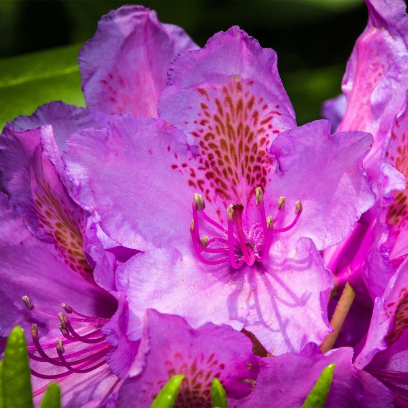 Rhododendron Red Eye - Grootbloemige rododendron (Flowering)