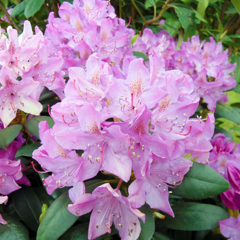 Rhododendron Roseum Elegans - Grootbloemige rododendron (Flowering)