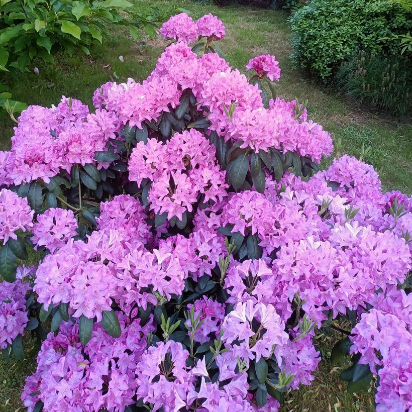 Rhododendron Roseum Elegans - Grootbloemige rododendron (Groeiplaats)