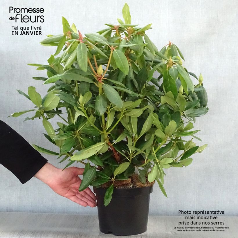Example of Rhododendron Roseum Elegans - Grootbloemige rododendron Pot van 4 l/5 l as you get in hiver