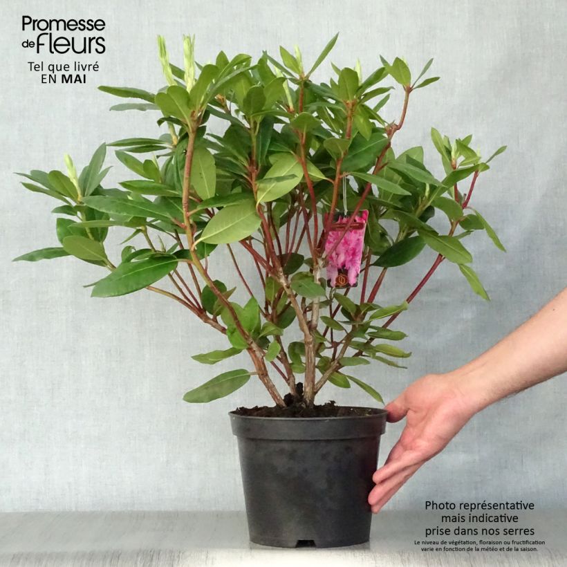 Exemplaar van Rhododendron Roseum Elegans - Grootbloemige rododendron Pot van 4 l/5 l zoals geleverd in de lente