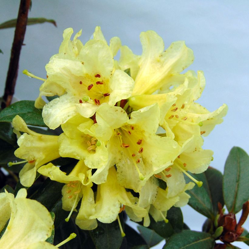Rhododendron Saffron Queen - Dwergrododendron (Flowering)