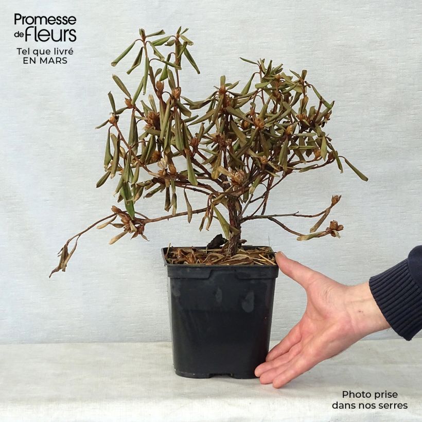 Exemplaar van Rhododendron Saffron Queen - Dwergrododendron Pot van 3 l/4 l zoals geleverd in de lente