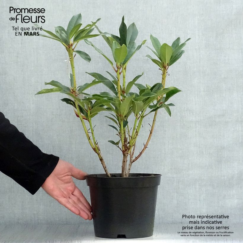 Exemplaar van Rhododendron Sappho - Grootbloemige rododendron Pot van 4 l/5 l zoals geleverd in de lente