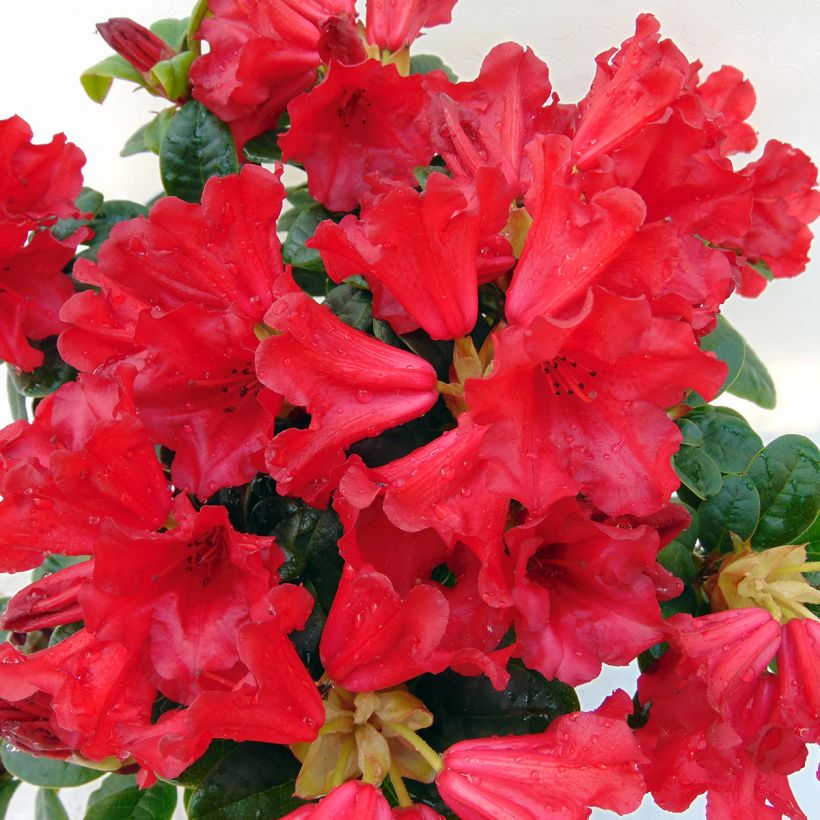 Rhododendron Scarlet Wonder - Dwergrododendron (Flowering)