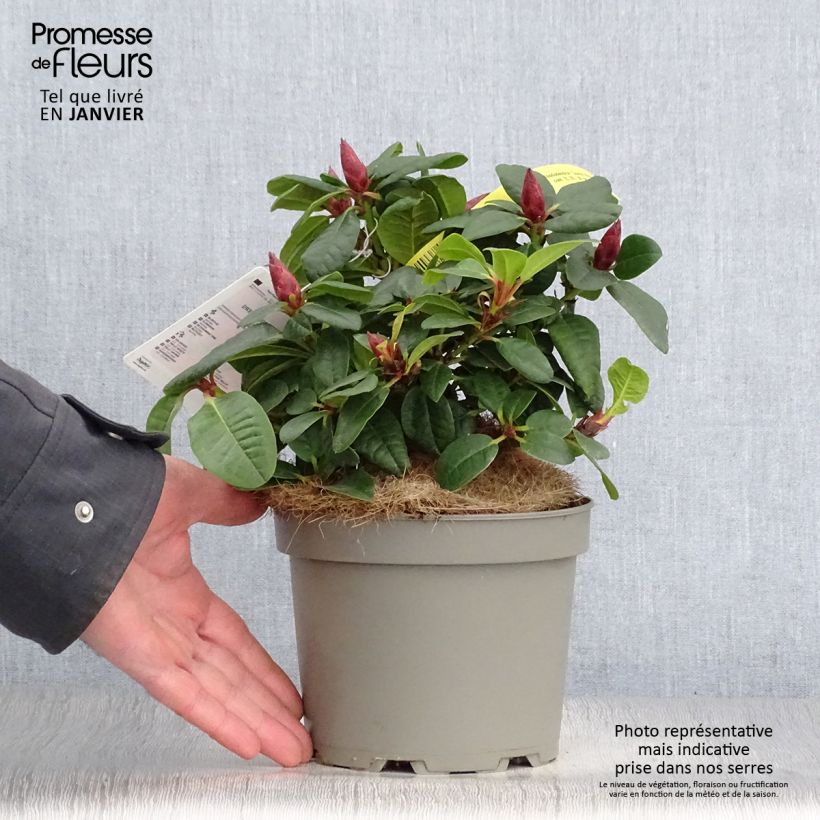 Example of Rhododendron Scarlet Wonder - Dwergrododendron Pot van 2 l/3 l as you get in hiver