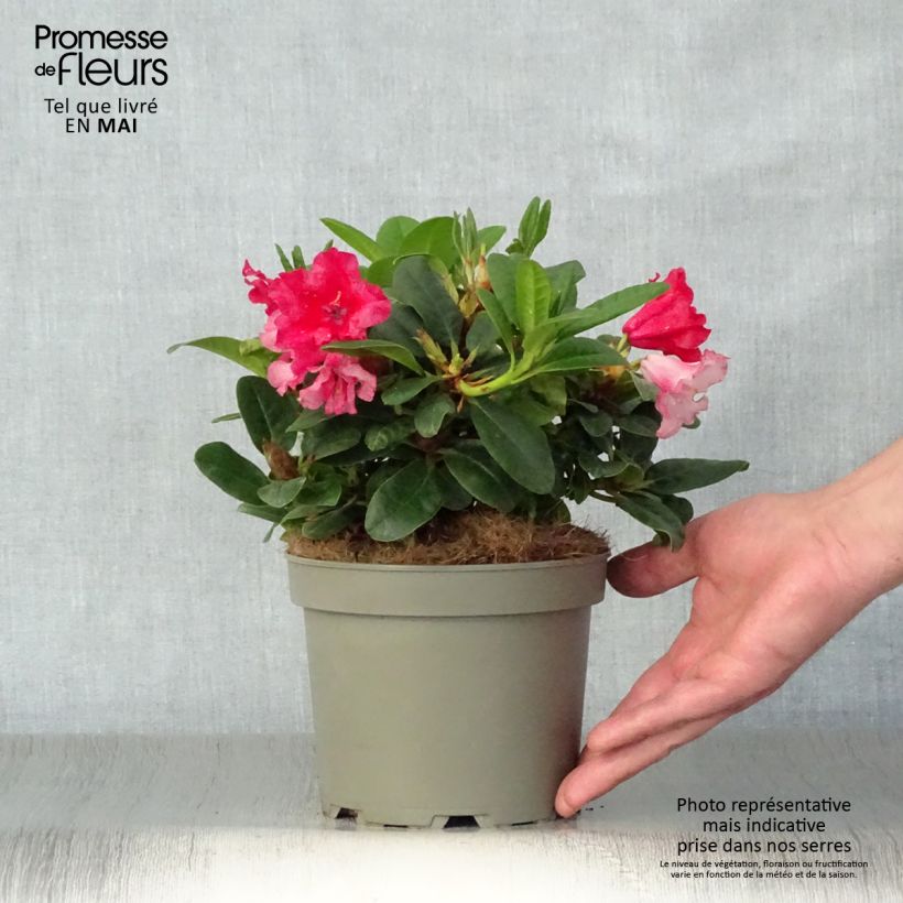 Exemplaar van Rhododendron Scarlet Wonder - Dwergrododendron Pot van 2 l/3 l zoals geleverd in de lente