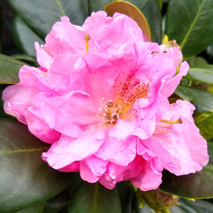 Rhododendron Scintillation - Grootbloemige rododendron (Flowering)