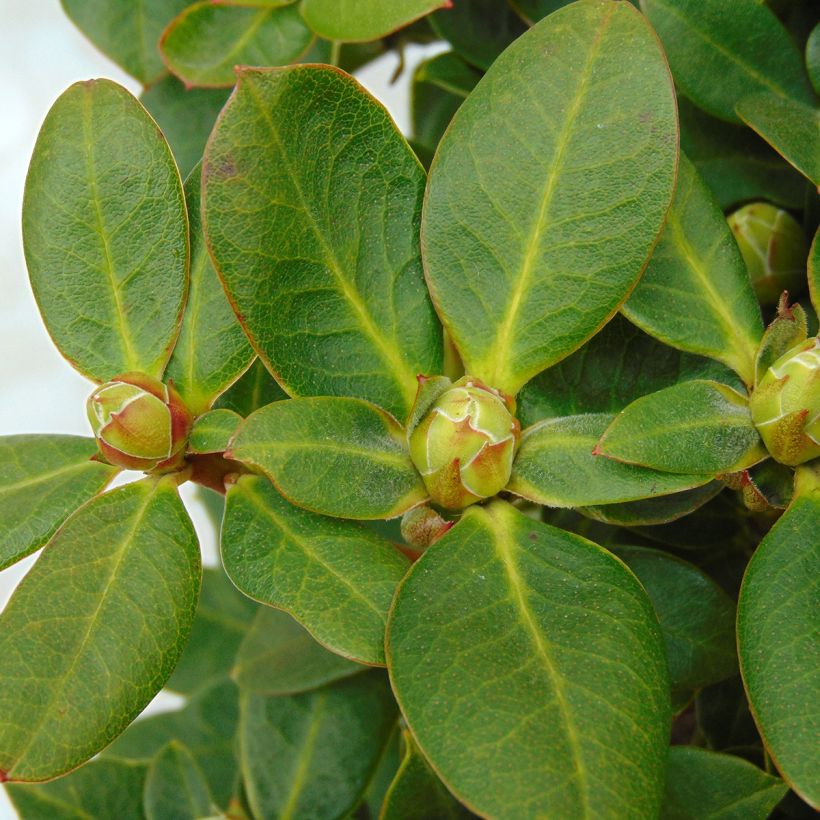 Rhododendron Shamrock - Dwergrododendron (Foliage)