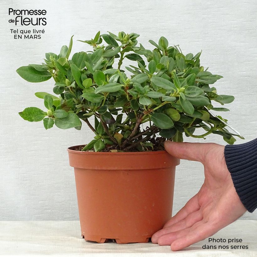 Exemplaar van Rhododendron Shamrock - Dwergrododendron Pot van 2 l/3 l zoals geleverd in de lente