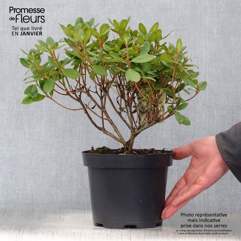 Example of Rhododendron Shamrock - Dwergrododendron Pot van 2 l/3 l as you get in hiver