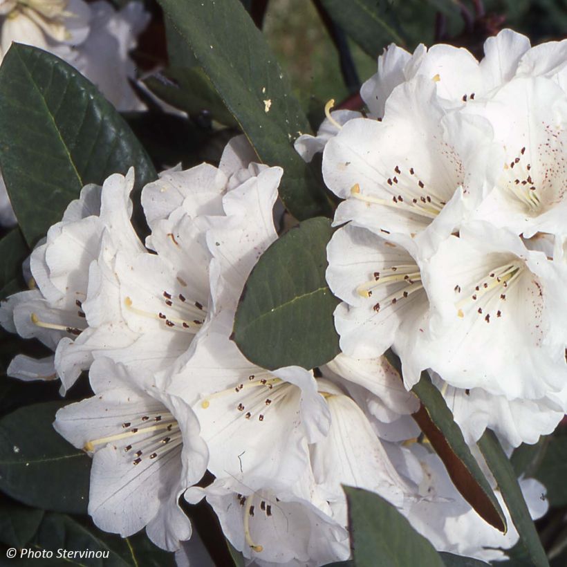 Rhododendron Sir Charles Lemon - Grootbloemige rododendron (Flowering)