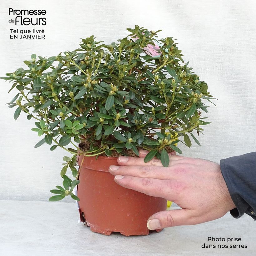 Example of Rhododendron Snipe Pot van 2 l/3 l as you get in hiver