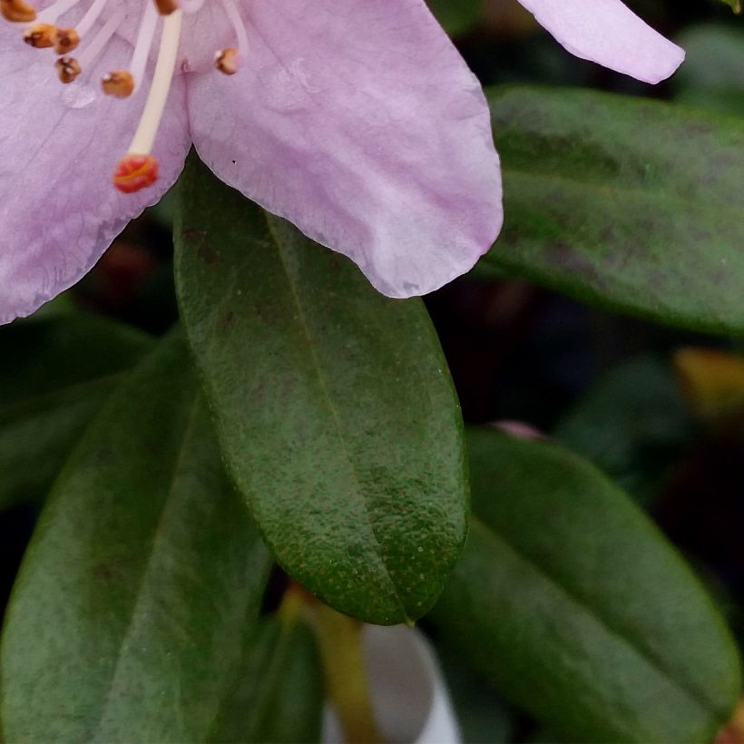 Rhododendron Snipe - Dwergrondodendron (Foliage)