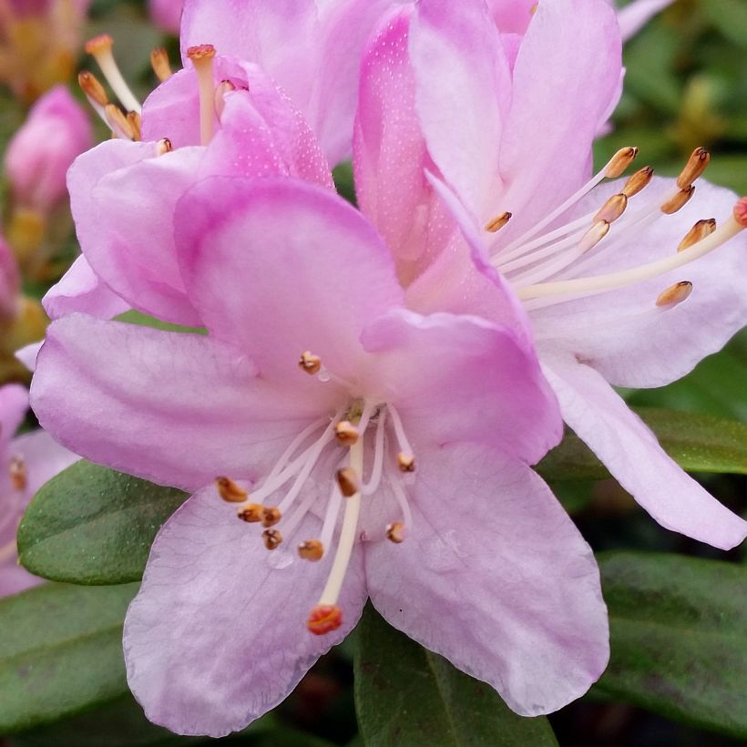 Rhododendron Snipe - Dwergrondodendron (Flowering)