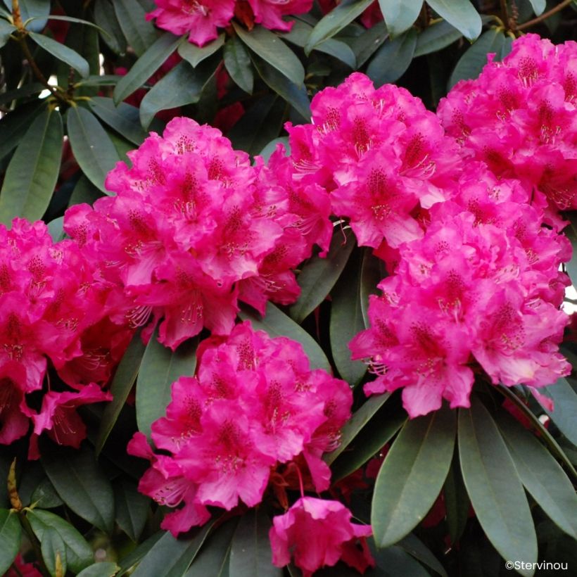 Rhododendron Souvenir de J. Broughton - Grand rhododendron (Bloei)