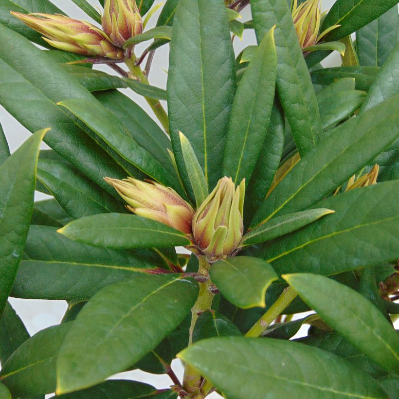 Rhododendron Tortoiseshell Orange - Grootbloemige rododendron (Foliage)