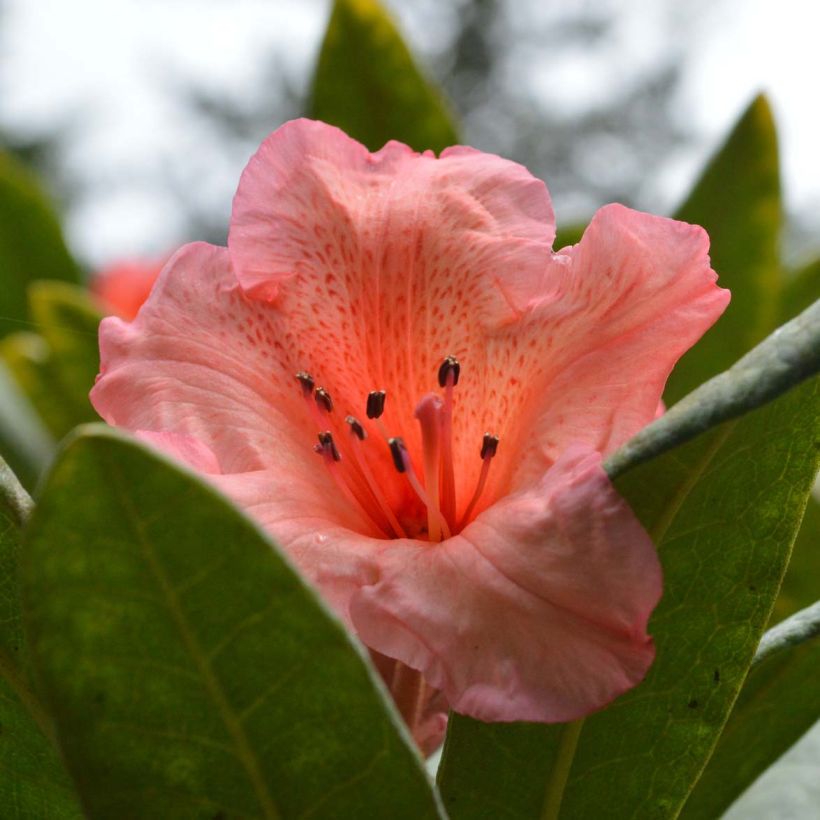 Rhododendron Tortoiseshell Orange - Grootbloemige rododendron (Flowering)
