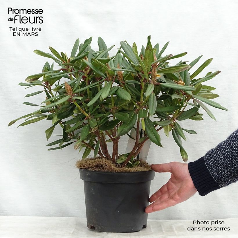 Example of Rhododendron Tortoiseshell Orange - Grootbloemige rododendron Pot van 4 l/5 l as you get in hiver