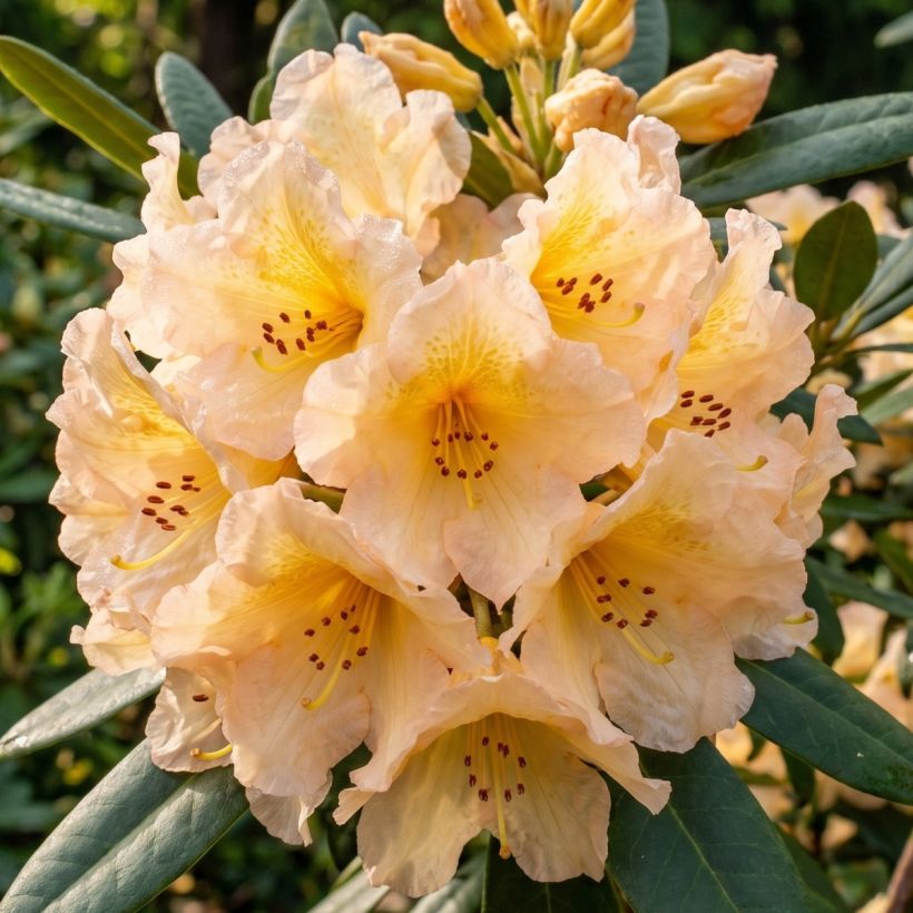 Rhododendron Tortoiseshell Yellow (Bloei)