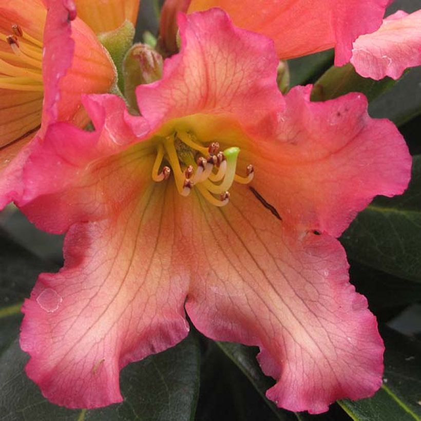 Rhododendron Unique Marmalade - Grootbloemige rododendron (Bloei)