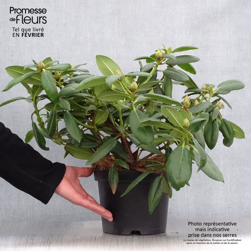 Example of Rhododendron Virginia Richards - Grootbloemige rododendron Pot van 4 l/5 l as you get in hiver