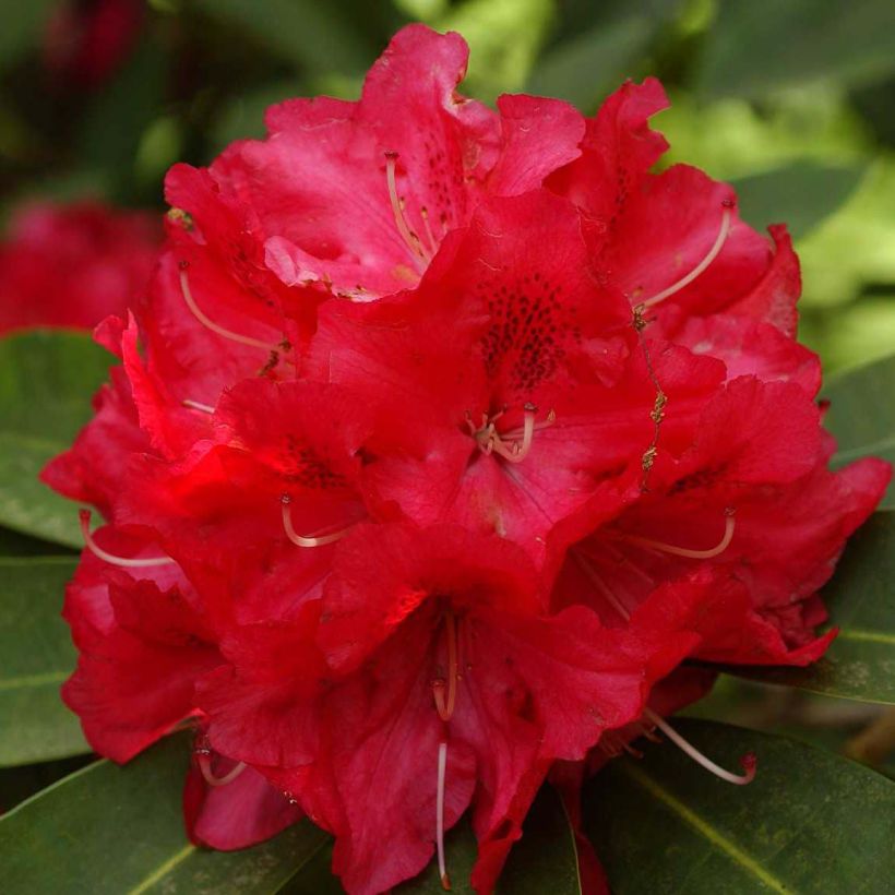 Rhododendron Wilgen's Ruby - Grootbloemige rododendron (Flowering)