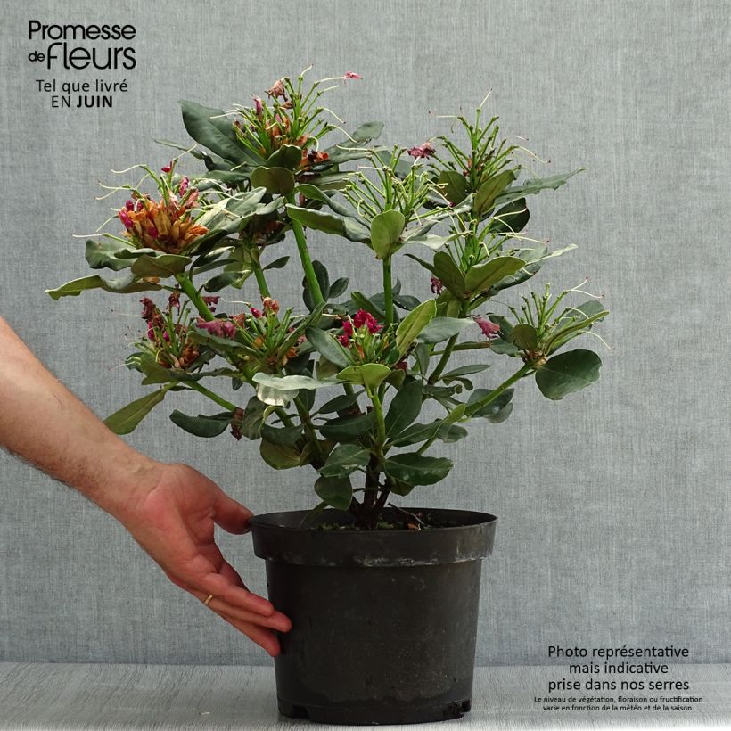 Exemplaar van Rhododendron Wilgen's Ruby - Grootbloemige rododendron Pot van 4 l/5 l zoals geleverd in de zomer