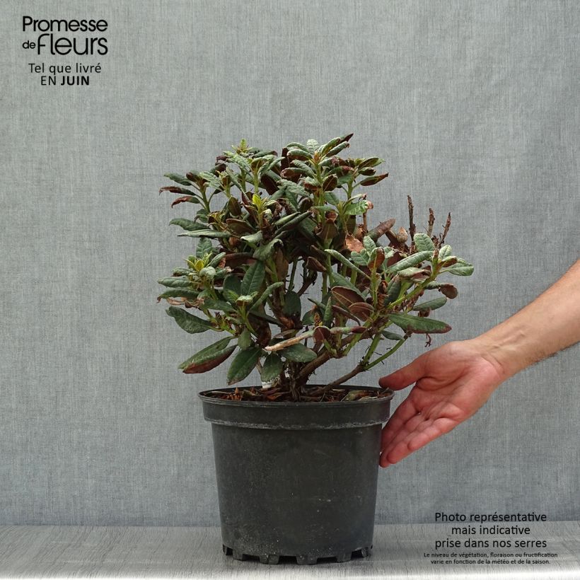 Exemplaar van Rhododendron Wine & Roses - Dwergrododendron Pot van 6 l/7 l zoals geleverd in de zomer