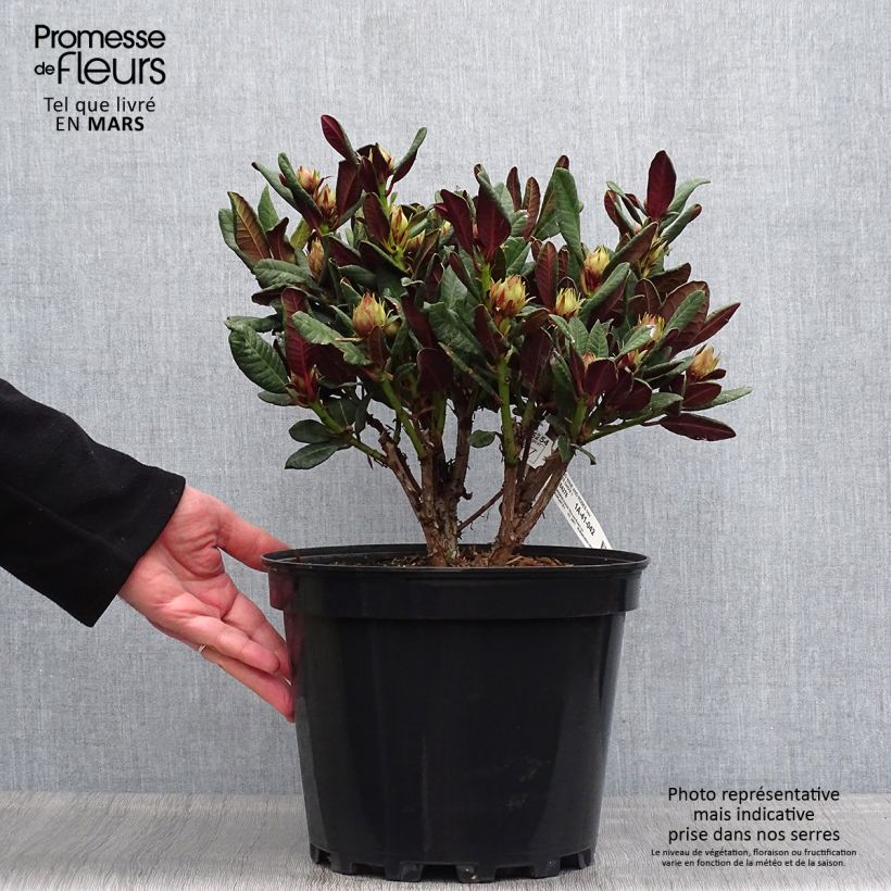 Exemplaar van Rhododendron Wine & Roses - Dwergrododendron Pot van 6 l/7 l zoals geleverd in de lente
