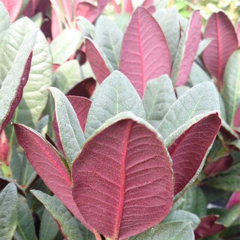 Rhododendron Wine & Roses - Dwergrododendron (Foliage)