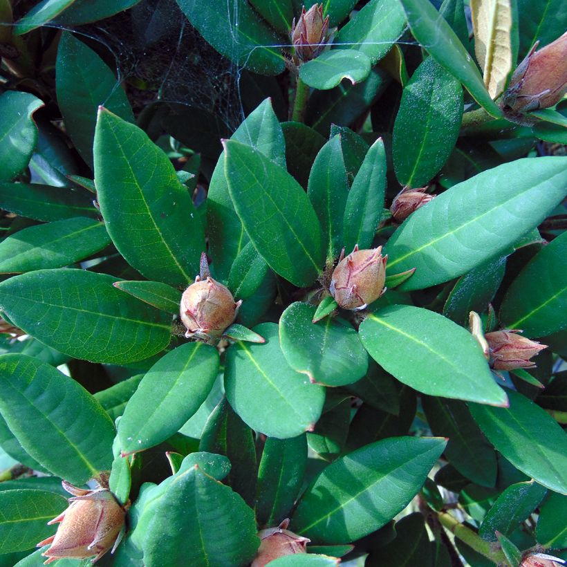 Rhododendron Winsome - Dwergrododendron (Foliage)