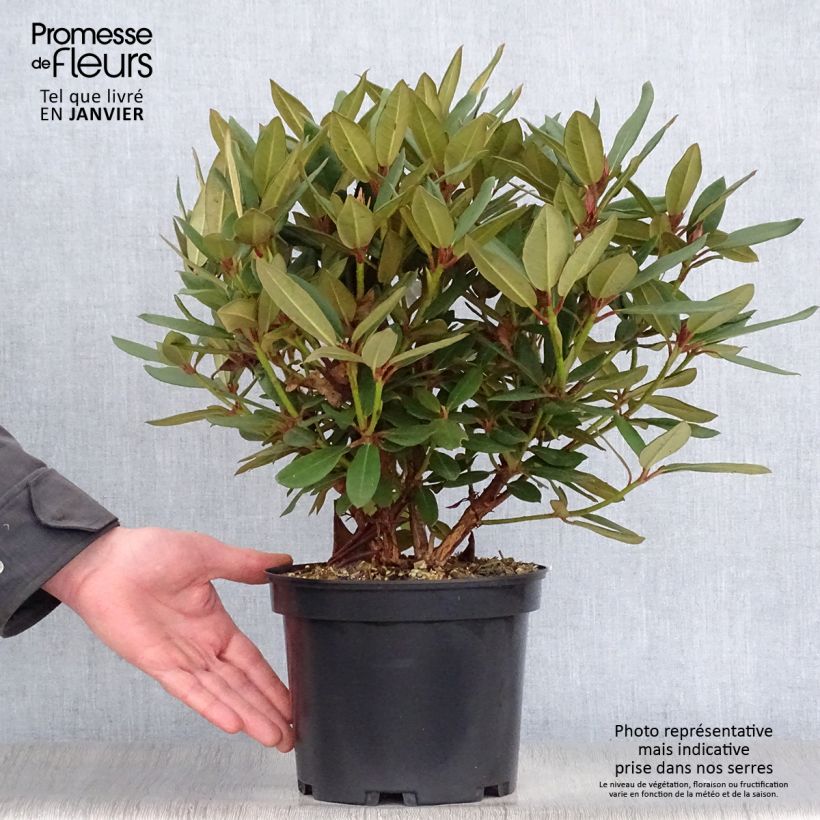 Example of Rhododendron Winsome - Rhododendron nain Pot van 3 l/4 l as you get in hiver