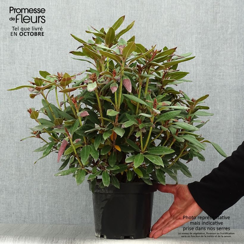 Exemplaar van Rhododendron Winsome - Dwergrododendron Pot van 3 l/4 l zoals geleverd in de herfst