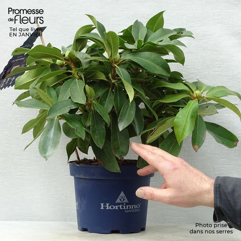Example of Rhododendron XXL Pot van 2 l/3 l as you get in hiver