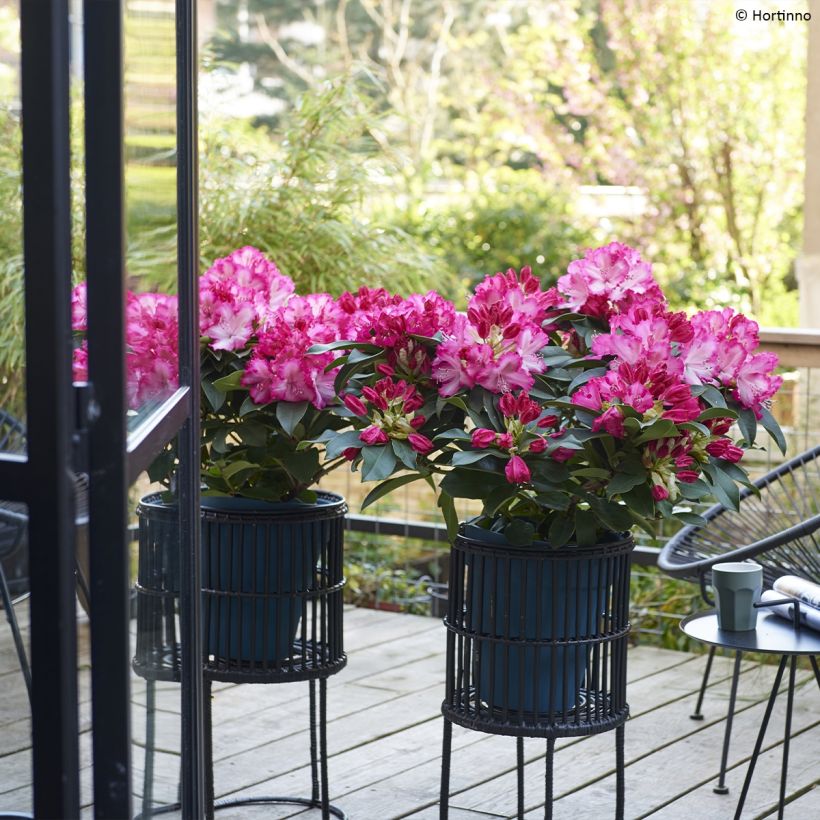 Rhododendron XXL - Grootbloemige rododendron (Plant habit)