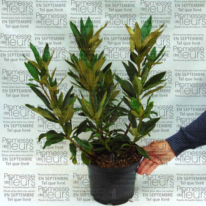 Example of Rhododendron arboreum Rouge - Grand Rhododendron Pot van 12 l/15 l as you get