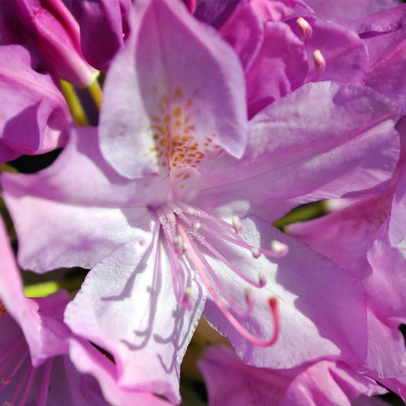 Rhododendron catawbiense Boursault - Grootbloemige rododendron (Flowering)