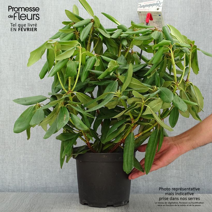 Exemplaar van Rhododendron catawbiense Boursault - Grootbloemige rododendron Pot van 4 l/5 l zoals geleverd in de herfst