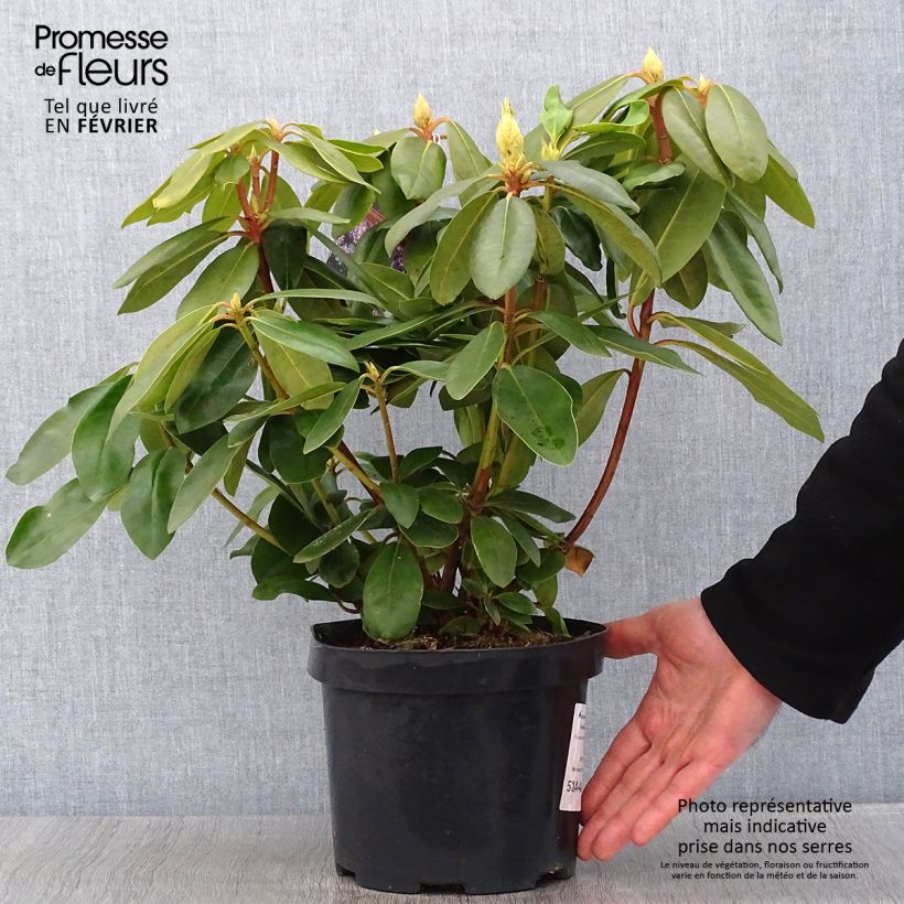 Example of Rhododendron catawbiense Boursault Pot van 4 l/5 l as you get in hiver