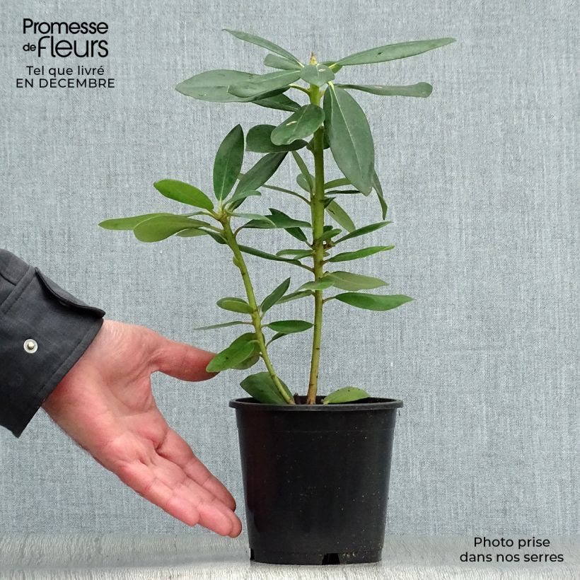 Example of Rhododendron Grandiflorum - Grootbloemige rododendron Pot van 12 cm / 13 cm as you get in hiver