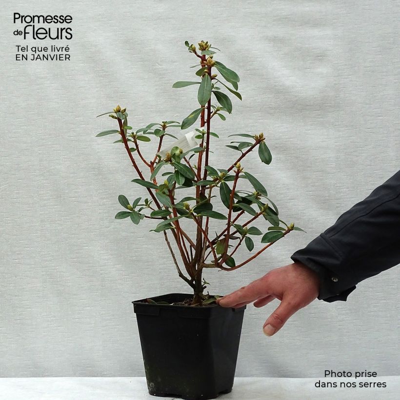 Example of Rhododendron cinnabarinum - Grand rhododendron Pot van 3 l/4 l as you get in hiver